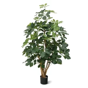 Szeflera Exotica 120 cm