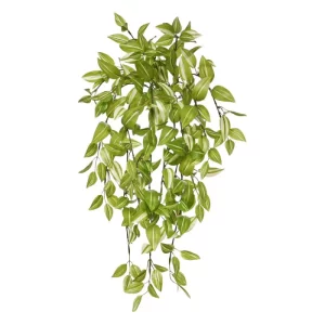 Trzykrotka Jasnozielona 50 cm