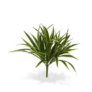 Zielistka na Piku 30 cm