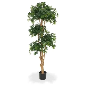 Klon Luksusowy Bonsai - 170 cm