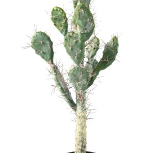 Kaktus Opuncja 75 cm