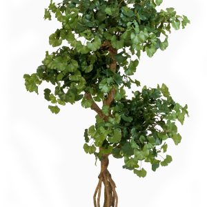 Miłorząb Ginko na Zakręconym Pniu - 145 cm