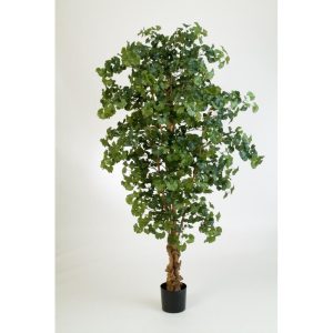 Miłorząb Ginko 210 cm