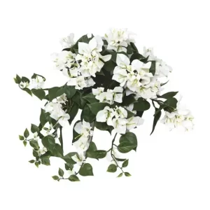 Bugenwilla Biała na Piku UV 45 cm