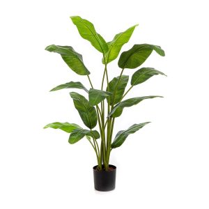 Strelicja Royal Traveller