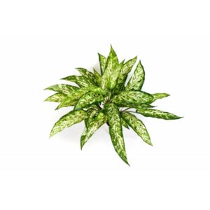 Aglaonema na Piku 50 cm