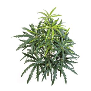 Aralia na Piku 50 cm