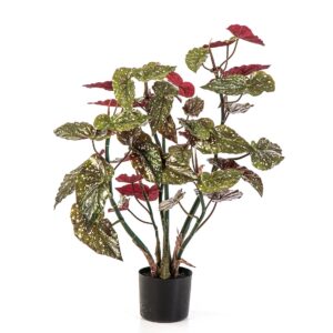 Begonia Maculata 70 cm