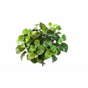 Filodendron na Piku 35 cm