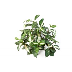 Kordylina na Piku 35 cm