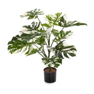 Monstera Variegated 75 cm