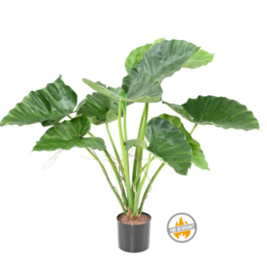 Alokazja Calidora 65 cm - Produkt Trudnopalny FR