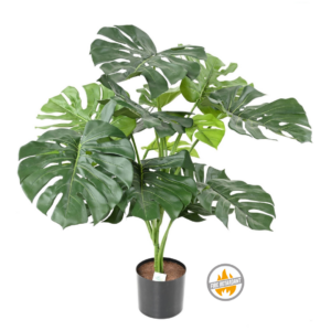 Monstera 95 cm - Produkt Trudnopalny FR