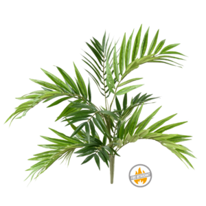 Palma Chamedora na Piku 50 cm - Produkt Trudnopalny FR