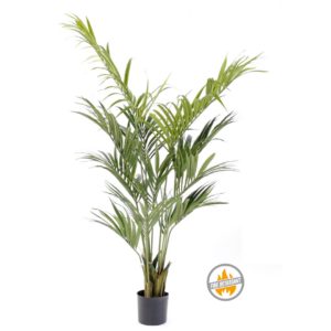 Palma Kentia 190 cm - Produkt Trudnopalny FR