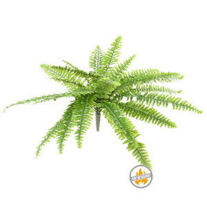 Paproć Boston na Piku 55 cm - Produkt Trudnopalny FR