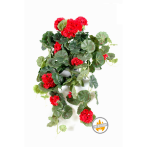 Pelargonia Wisząca Czerwona 60 cm - Produkt Trudnopalny FR
