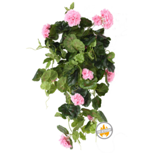 Pelargonia Wisząca Różowa 60 cm - Produkt Trudnopalny FR