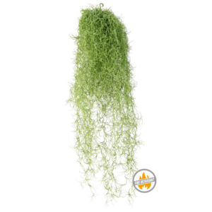 Tillandsia 60 cm - Produkt Trudnopalny FR