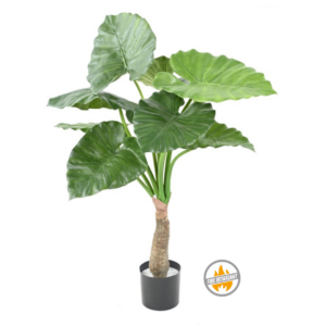 Alokazja Calidora na Pniu 80 cm - Produkt Trudnopalny FR