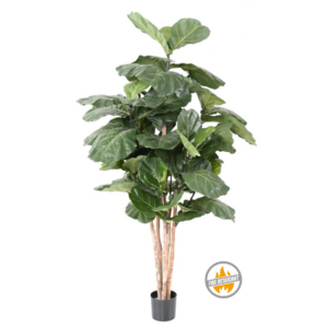 Fikus Lyrata 190 cm - Produkt Trudnopalny FR