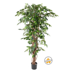 Fikus Exotica Liana 180 cm - Produkt Trudnopalny FR