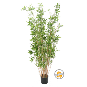 Bambus Orientalny 160 cm - Produkt Trudnopalny FR