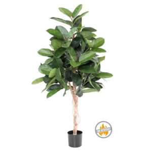 Fikus Elastica na Pniu 150 cm - Produkt Trudnopalny FR