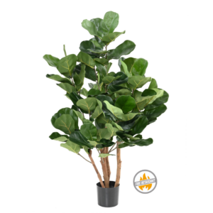 Fikus Lyrata Royal 105 cm - Produkt Trudnopalny FR