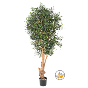 Oliwka na Sękatym Pniu 170 cm - Produkt Trudnopalny FR