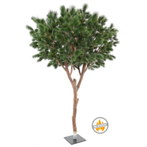 Sosna Maritima 310 cm - Produkt Trudnopalny FR