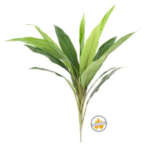 Dracena na Piku 60 cm - Produkt Trudnopalny FR