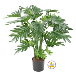 Filodendron Selloum 60 cm - Produkt Trudnopalny FR