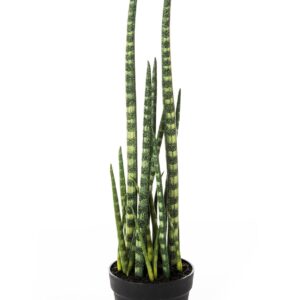 Sansewieria Cylindryczna 65 cm