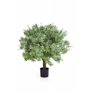 Crossostephium - Kula na Pniu 60 cm