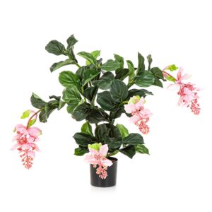 Medinilla Różowa 80 cm