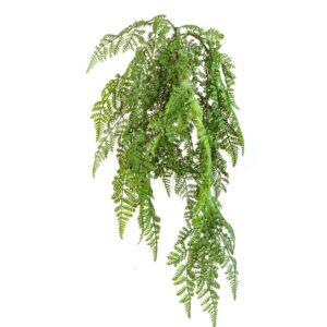 Paproć Leśna Wisząca 60 cm