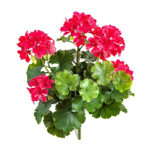 Pelargonia Fuksja na Piku UV 40 cm
