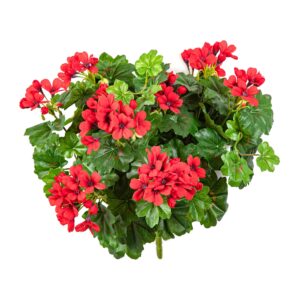 Pelargonia Kaskada Czerwona na Piku 30 cm