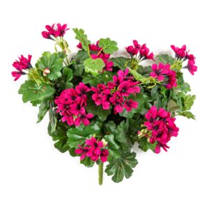 Pelargonia Kaskada Fuksja na Piku 30 cm