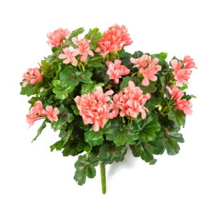 Pelargonia Kaskada Różowa na Piku 30 cm
