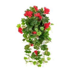 Pelargonia Kaskada Wisząca Czerwona 70 cm