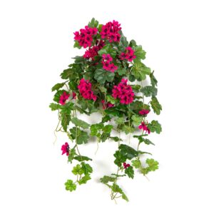 Pelargonia Kaskada Wisząca Fuksja 70 cm
