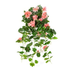 Pelargonia Kaskada Wisząca Różowa 70 cm