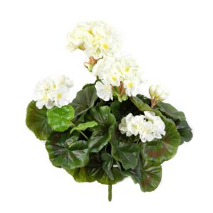 Pelargonia Kremowa na Piku 30 cm