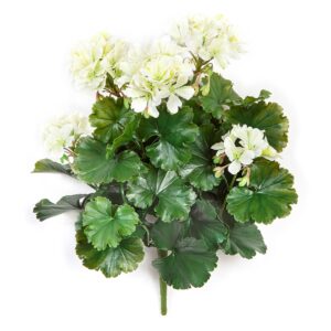 Pelargonia Kremowa na Piku UV 40 cm