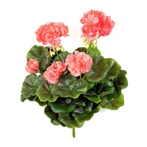 Pelargonia Różowa na Piku 30 cm