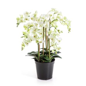 Storczyk Orchidea Falenopsis Luksusowy Kremowy 85 cm