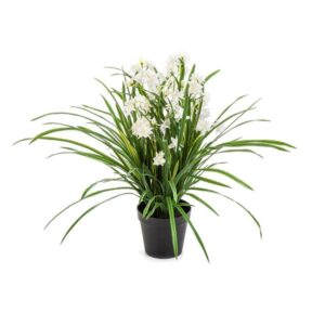 Storczyk Orchidea Wild Biały 85 cm