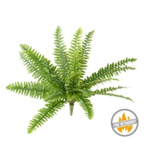 Paproć Boston na Piku 48 cm - Produkt Trudnopalny FR